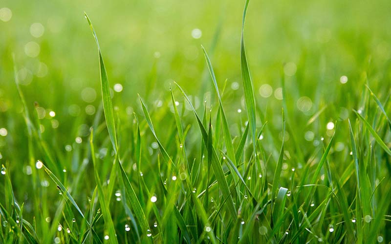 Turf Planting